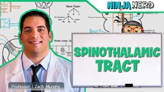 Ascending Tracts  Spinothalamic Tract [upl. by Leia]