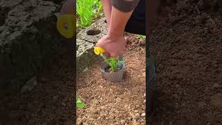 Transplanting process of vegetable seedlings [upl. by Ibed]