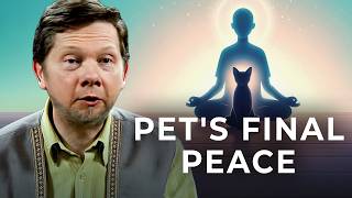 Is Euthanizing My Pet the Compassionate Choice  Eckhart Tolle [upl. by Arataj]