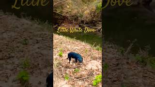 part 2 of song Dog gone to Ancient really old INDIAN Settlement in this area Georgia [upl. by Woo]