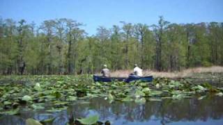 Reelfoot Lake Tn CanoeKayak tour [upl. by Gothart889]