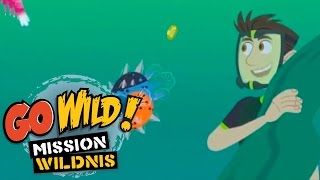 Go Wild Mission Wildnis  Kugelfische in der Karibik  Folge 19 [upl. by Aihsoek]