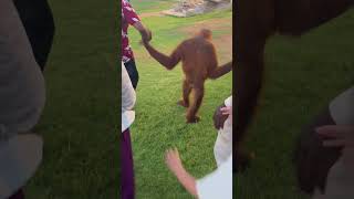 Monkey walk in uaq zoo youtubeshortsvideo shortsfeed [upl. by Myke]