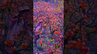 A fruit persimmon that is harvested in autumn Ripe persimmons are soft and sweet [upl. by Mcclenaghan]