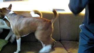 Basenji dogs playing [upl. by Manheim636]