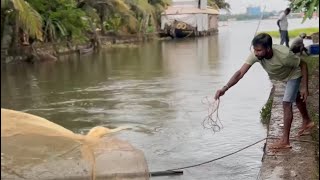 മഴയത്തു പള്ളത്തി ചാകര ⛈️🐠🐠🐟pallathi fishing fishingvideo rain mazha youtubeshorts trending [upl. by Nnhoj]