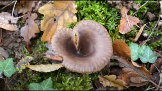 Pseudoclitocybe cyathiformis November 25 2023 [upl. by Craven]