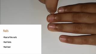 What are skin appendages Nail folds  Nail bed  Root of the nail [upl. by Gasperoni]