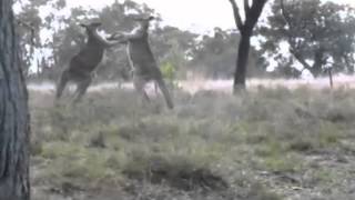 Vicious kangaroo fight captured on camera in Australia [upl. by Flaherty]