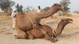 Camel Meeting season 2024 December Beautiful pakistani desi Camels Kamal puri Daachi farm [upl. by Nodnarb739]