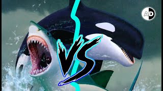 Orcas vs Great White Sharks Who Would Win [upl. by Sirak]