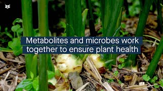 Plant metabolites influence how the plant microbial community forms [upl. by Pamelina]