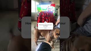 Already this morning smh🤦🏽‍♀️ dog doglover subscribe crazybaby funny [upl. by Eelta]