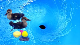 Satisfying whirlpools and ducklings Whirlpool Vortex Ducklings Whirlpool video [upl. by Faso466]