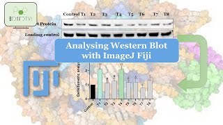 Revolutionize Your Western Blot Analysis Learn How to Perform Densitometry with ImageJ [upl. by Ariana72]