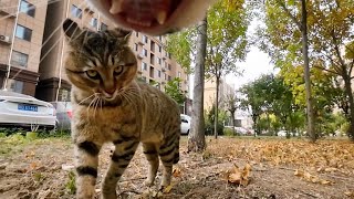 Cat with GoPro fights and asserts dominance  Compilation Douyin [upl. by Peri]