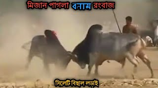 Bullfighting Sylhet  Rongbaz vs Mizan Pagla  Old Top Fight [upl. by Jozef]