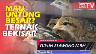 Untung Besar Dari Ternak Bekisar  Yuyun Blawong Farm [upl. by Domineca]