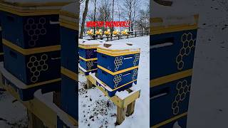 Beehives Look Amazing in Winter hiveiqhive apimayehive honeybees bees [upl. by Ruggiero]