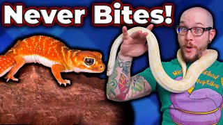 Top 5 Reptiles That Will NEVER BITE You [upl. by Ama]