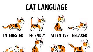 HOW TO UNDERSTAND YOUR CAT BETTER [upl. by Noxid373]