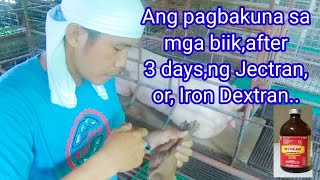 Ang pagbakuna sa mga biik after 3 daysng Jectranor Iron Dextran Gers Vlog [upl. by Angle]