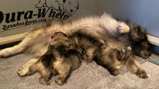 Keeshond Puppies quotThe Famousquot Litter [upl. by Sible822]