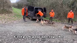 Chasse aux sangliers belle vidéo  vue de la traque et du poste  2023 [upl. by Ayojal477]