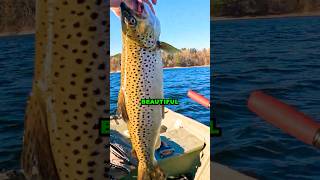 Trout are FINALLY Hitting Crank Baits browntroutfishing fishing browntrout troutfishing trout [upl. by Zaremski798]