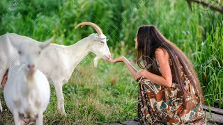 Goats milking by hand [upl. by Abehsile]