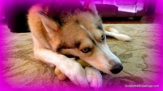 Dog Chews Made from Cheese  Product Review K9 Highland Dog Chews [upl. by Eidahs]