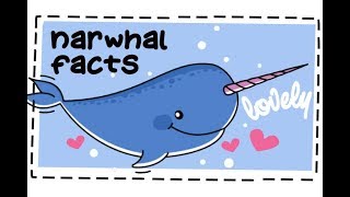 20 Fun Facts About Narwhals 🐋 [upl. by Bred163]