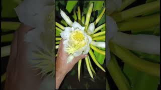 PITAHAYA FLORACIÓN [upl. by Vivian993]