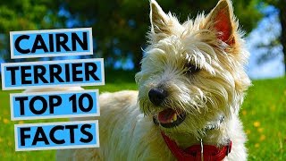 Cairn Terrier  TOP 10 Interesting Facts [upl. by Gronseth655]