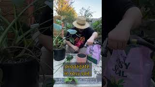 Propagating Monstera Deliciosa Houseplant Cuttings [upl. by Dobb]