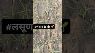 लसूण🧄🌱👍farming💯✅शेतकरीbrandकांदाशेतकरीअसालतरसबस्क्राईबकराच👍💯farmingagro World 🌎✅🌱🌱 [upl. by Nemlaz537]