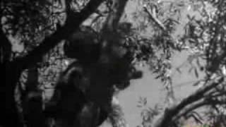 La kabylie en 1946 clip01 [upl. by Ramuk]