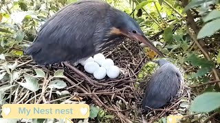 I have never seen that the Bird Black Bitterns spawn to three02  My Nest nests [upl. by Waldemar805]