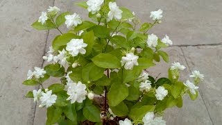 How to grow Jasmine plant in the pot [upl. by Lyris]