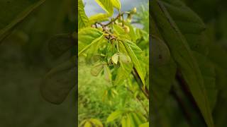 Rollinia excusa flowering Australian custered apple biriba fruit in our Ramanujans garden [upl. by Scharaga]