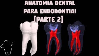 Dentista Estuda 4 PT 2 Anatomia Dental Aplicada à Endodontia  Resumo  Concursos Para Dentistas [upl. by Eardnoed]