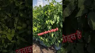 Tomato farming in the India tomator tomato top shorts agriculture mittikitakat [upl. by Ragde]