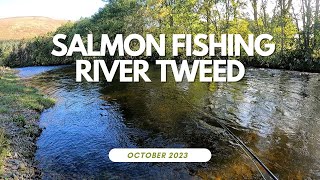 Salmon fishing on the River Tweed  October 2023 [upl. by Sac753]