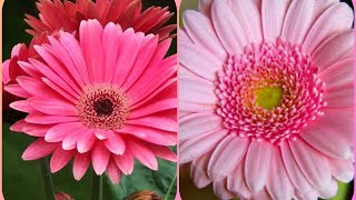 394Gerbera ki potting soil kaise banayeHow to make potting soil for gerbera [upl. by Mauldon]