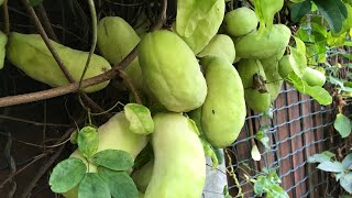 Chocolate vine  Akebia Quinata abundant crop is starting to ripen in mid September [upl. by Akihc947]