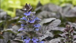 Bugleweed Plant care growing in home benefits [upl. by Aretse66]