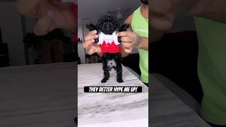 They better hype me up puppy poodle cute shorts toypoodle trending [upl. by Aeli]