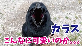 【意外】カラスってこんなに可愛いんです… [upl. by Dahlstrom]