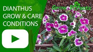 Dianthus flower  growing conditions and care [upl. by Llyrpa]