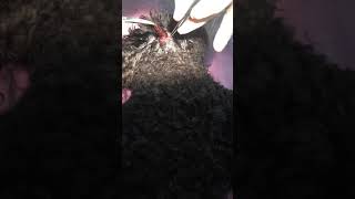 Botfly Larva Removal From Dogs Head [upl. by Merwin90]